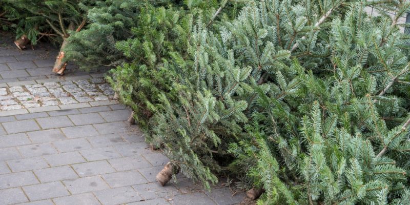 Ілюстрація відповідальність за зруб ялинок