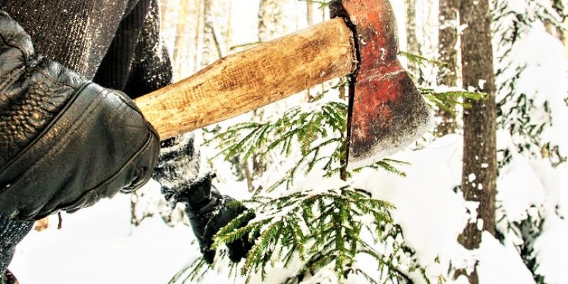 Незаконна-рубка-ялинок
