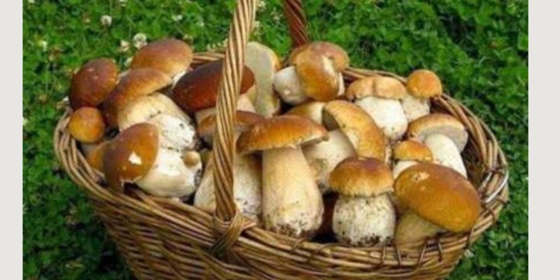 Текст абзацу